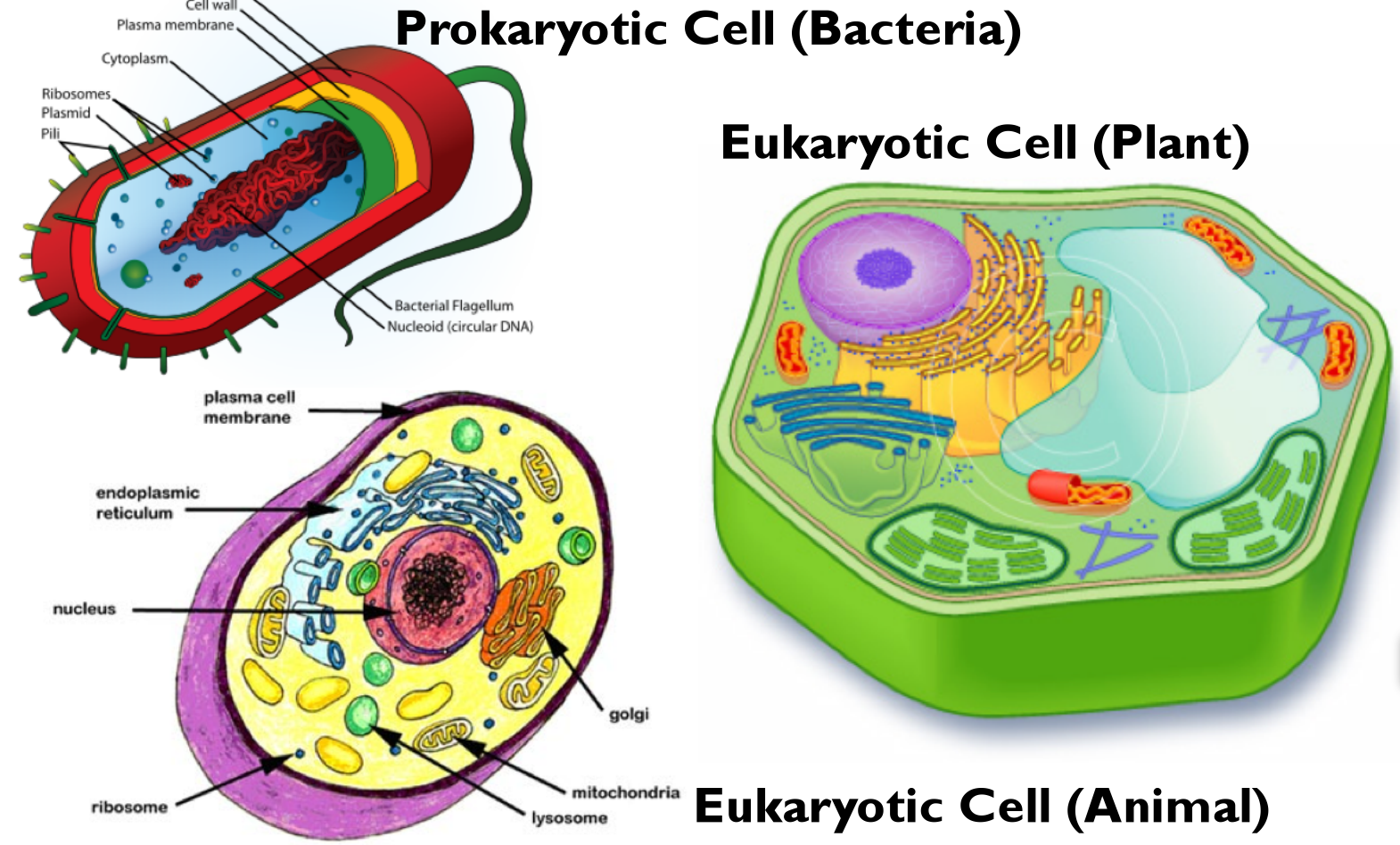 Prokaryotic And Eukaryotic Cells Worksheets